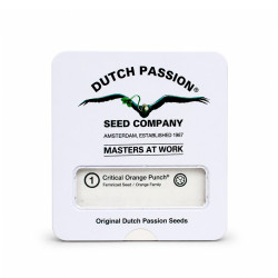Dutch Passion Semillas CBD Charlottes x3