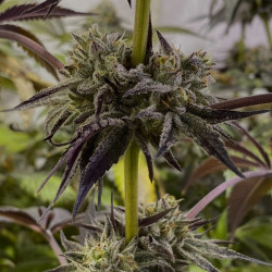 Semillas BSOD74 al por Mayor | Distribuidora Oficial